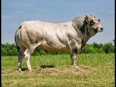 Piedmontese Bull